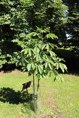 Aesculus assamica - jírovec - celek